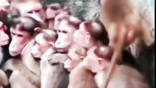 Monkey 33