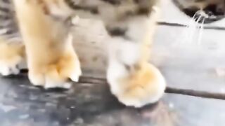 Animal World 3