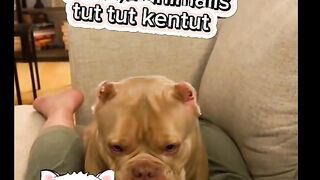 Funnys animall