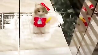 Happy Cats