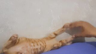 cat playing 2