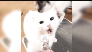 Baby cute cats and funny cats  Ep3
