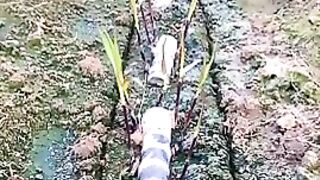 Amazing sugarcane