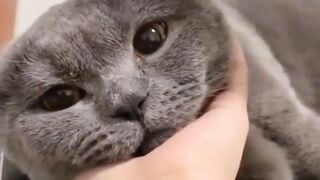 Cat funny whatsapp status