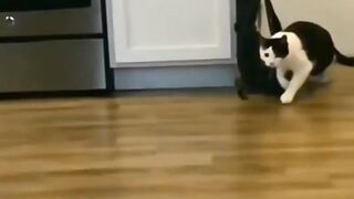 Cat Smackdown funny