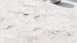 Ya janver kis kis ny dakha hy ???? funny short vidio