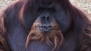 Funny monkey  upload