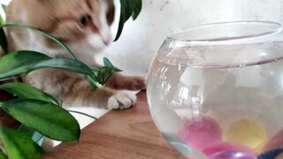 Cat and fish funny