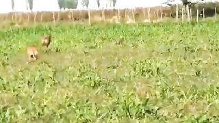 Race rabbit vs cheeta