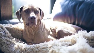 Dog sit in beautiful bed