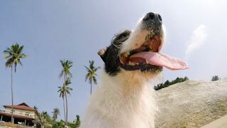 Beautiful dog