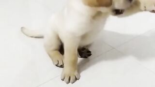 Shake hand puppy training!