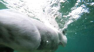 Dog swimming in water