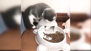 cute cats and funny cats
