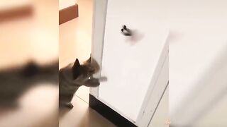 cute funny cats