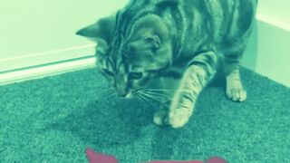 Funny cats ????  funny animals ????
