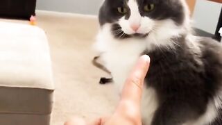 Funny Animal  Clips