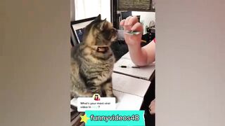 Most funniest cats and dogs