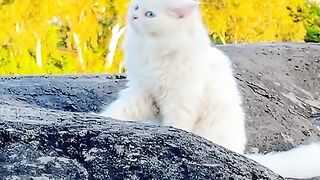 City cat