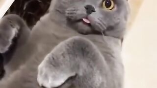 Funniest Cats 2023 #shorts #funny #shortvideos