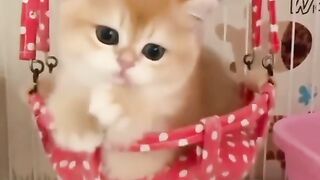 Funniest Cats 2023 #shorts #funny #shortvideos