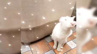 Cat pic