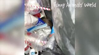Funniest Cats And Dogs Videos ???? - Best Funny Animal Videos 2022 ???? #3