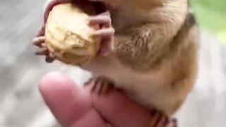 The squirrel is eating peanuts|گلہری مونگ  پھلی کھا رہی ہے