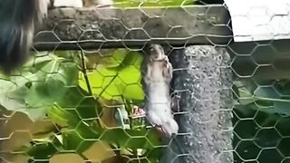 Cats Funny Movement ???????? | Try to hold back your laugh ????????