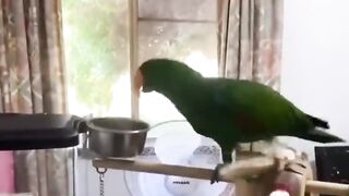 Funny ???????????? animal