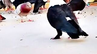 so beautiful Pigeon