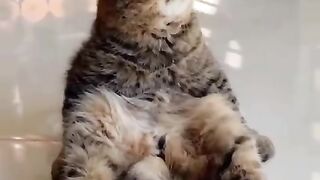 Funniest Cats And Dogs Videos ---- - Funny Animal Videos 2022 -- _ Cute Animal Ever