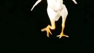 Dancing chicken on Rhythm