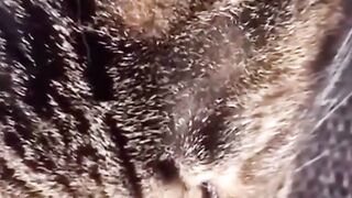 she sings better than me #foryou #forupage #cat #kitten #funnyvideos #catlover #pet #singing