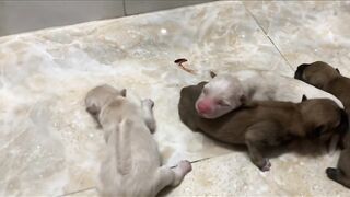 Cutest Animals Best  2023