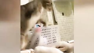 The funniest dog and cat videos you will see today - Funny Videos -