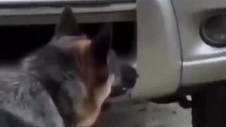 Rottweiler vs Pastor Alemão