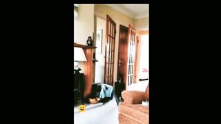Cat funny  ????????