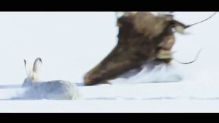 Eagle ???? Falcon, Shaheen Biography