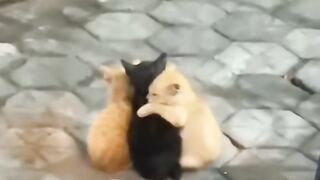 Soft cats