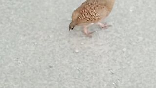 To manage