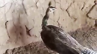 Abode of a bird