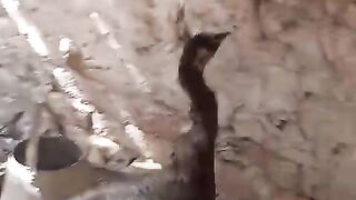 Feathers and bird