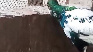 White peacock spotted