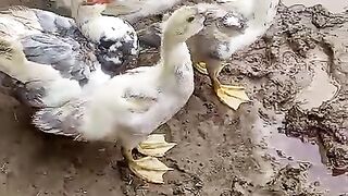 Margabi ka Bacha