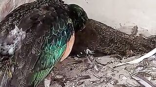 The log and a peacock
