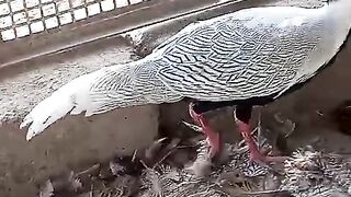 Pheasants and birds