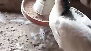 The peacock flock together