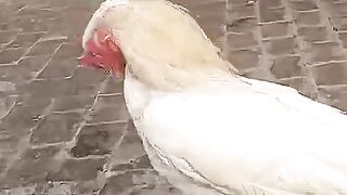 Chicken walks on the floor