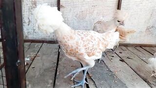 Chicken more